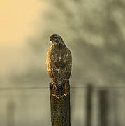 Common Buzzard