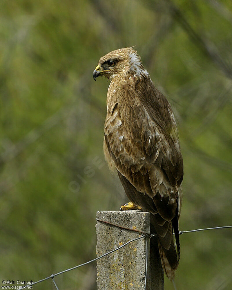 Common Buzzardadult, identification, Behaviour