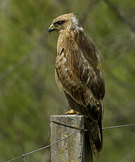 Buse variable