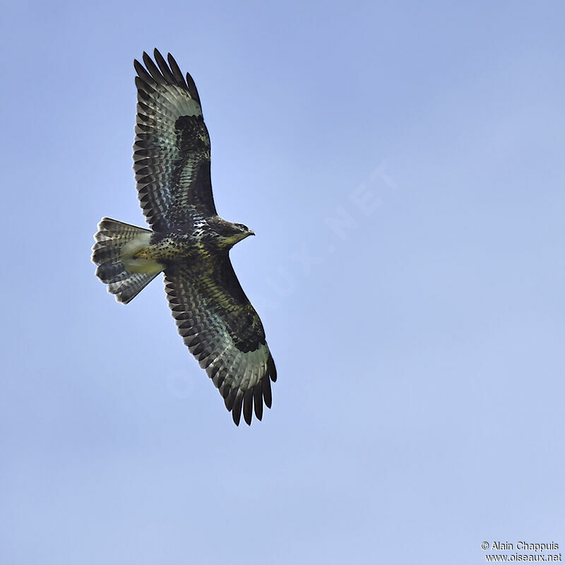 Common Buzzardadult, identification, Flight, Behaviour