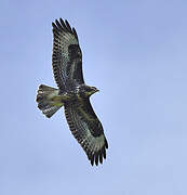 Common Buzzard