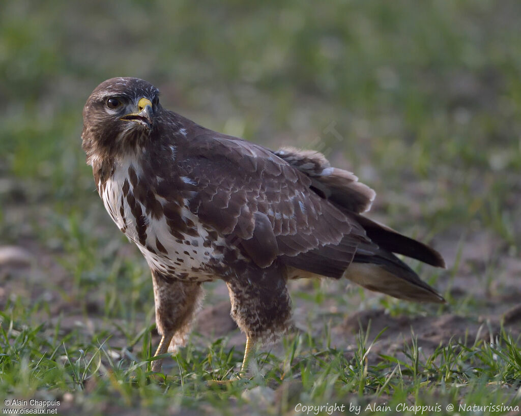 Buse variableadulte, identification, portrait, habitat, mange