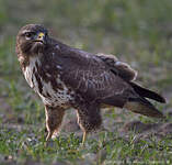 Buse variable