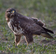 Common Buzzard