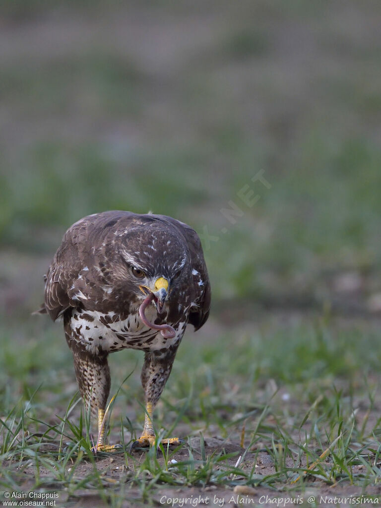 Common Buzzardadult, identification, close-up portrait, habitat, eats