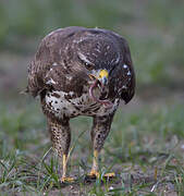 Common Buzzard