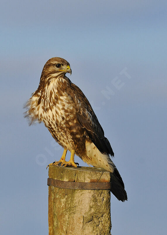 Buse variable