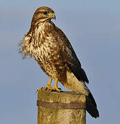 Common Buzzard