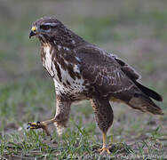 Common Buzzard