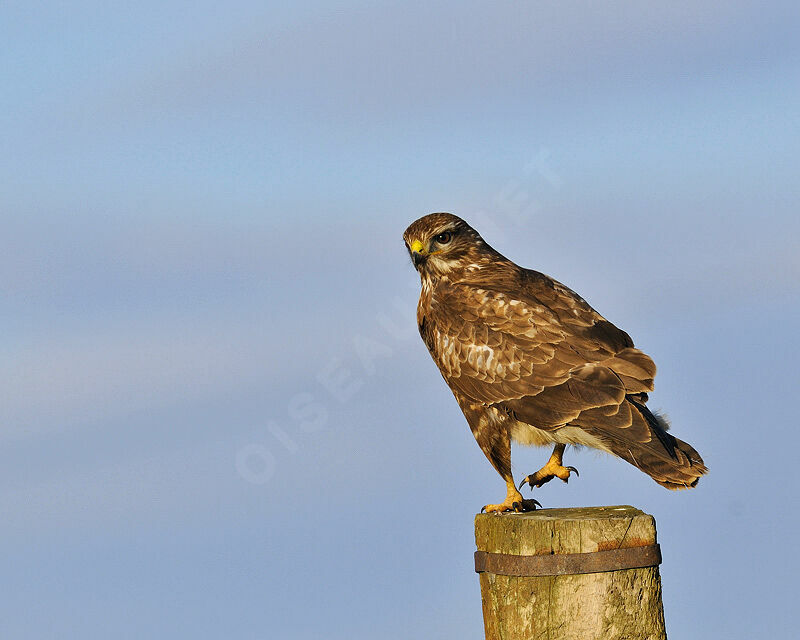 Common Buzzard