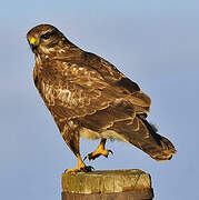 Common Buzzard