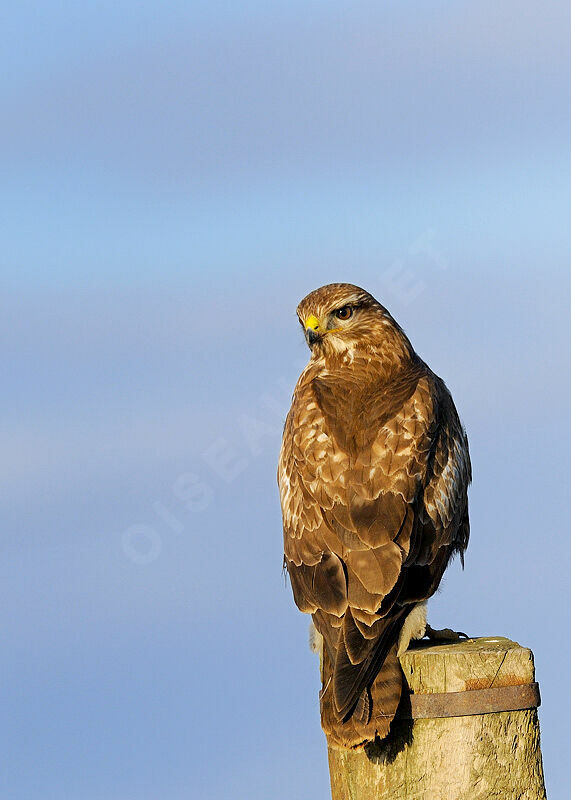 Buse variable