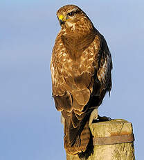 Buse variable