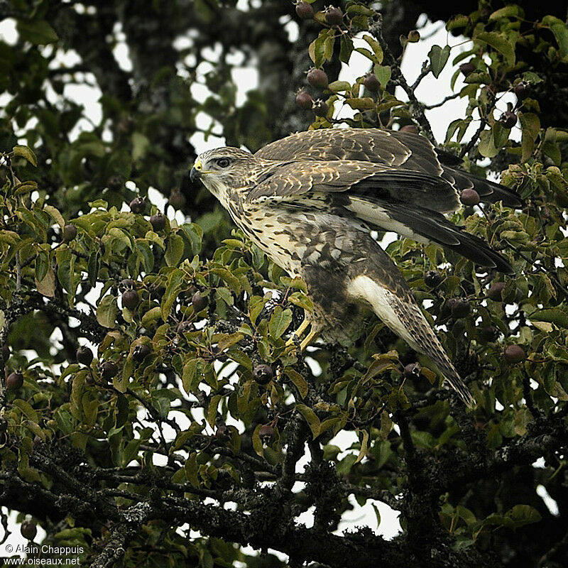 Buse variable1ère année, identification, Comportement