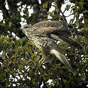 Common Buzzard