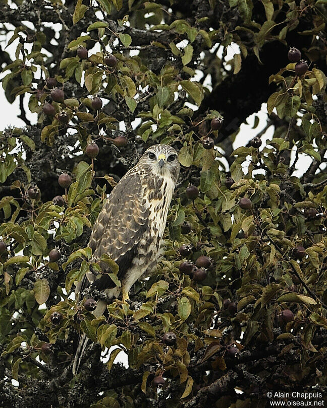 Common BuzzardFirst year, identification, Behaviour