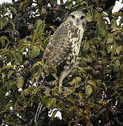 Common Buzzard