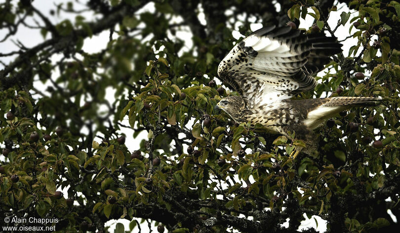 Buse variable1ère année, identification, Vol, Comportement