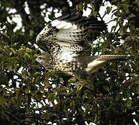 Common Buzzard