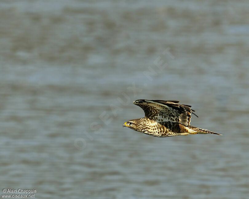 Common Buzzardadult, Flight