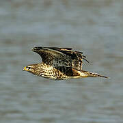 Common Buzzard