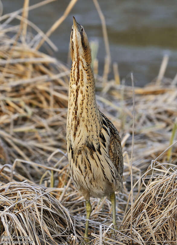 Eurasian Bitternadult, identification, Behaviour