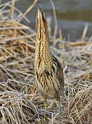 Eurasian Bittern