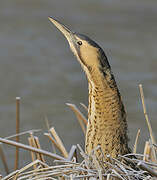 Eurasian Bittern