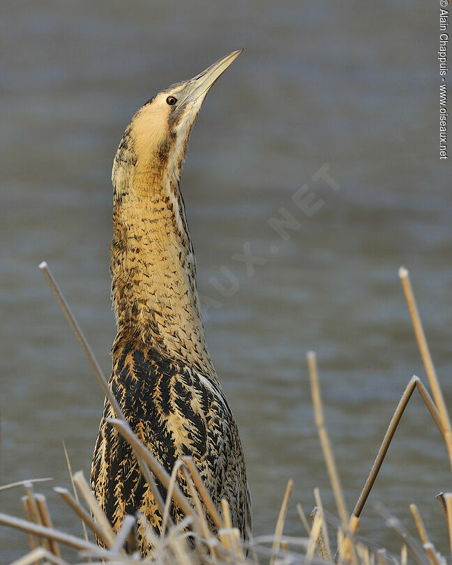 Butor étoiléadulte, identification, Comportement