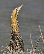 Eurasian Bittern