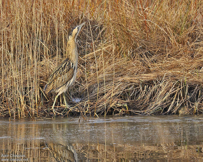 Eurasian Bitternadult, Behaviour