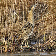 Eurasian Bittern