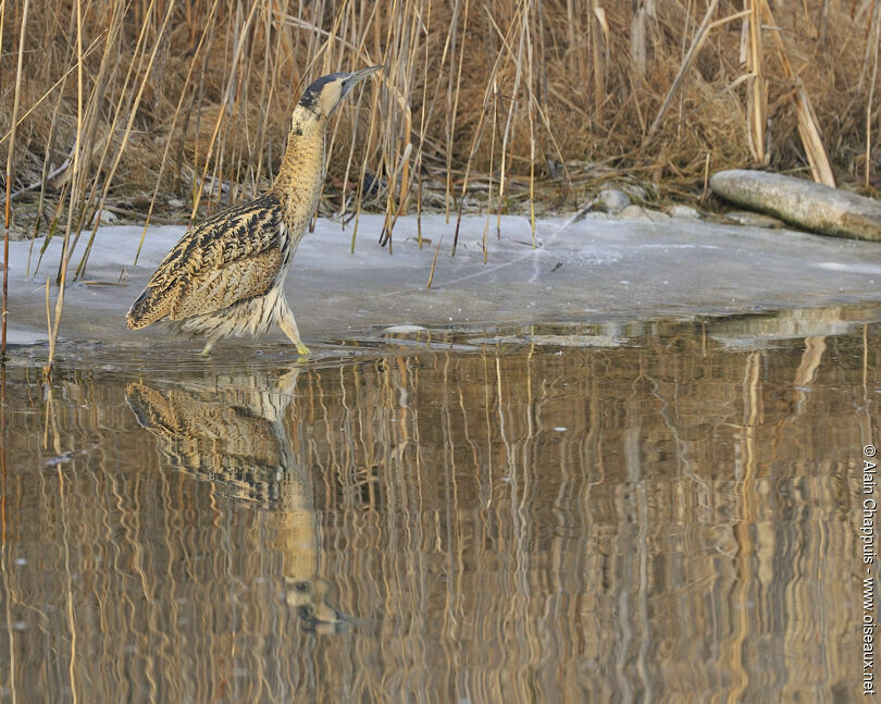 Eurasian Bitternadult, identification, Behaviour