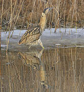 Eurasian Bittern