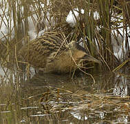 Eurasian Bittern