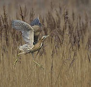 Eurasian Bittern