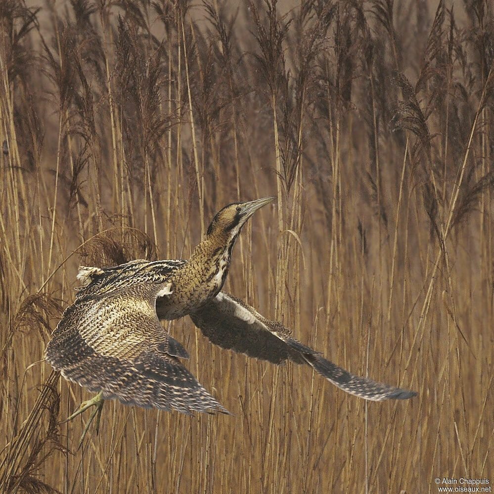 Eurasian Bitternadult, identification, Flight, Behaviour