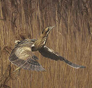 Eurasian Bittern