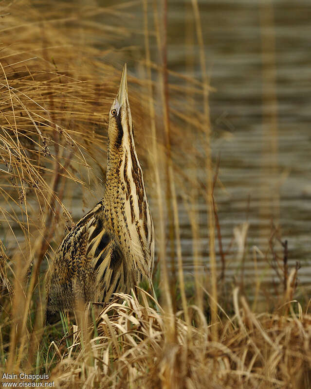 Butor étoiléadulte, camouflage, Comportement