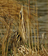 Eurasian Bittern