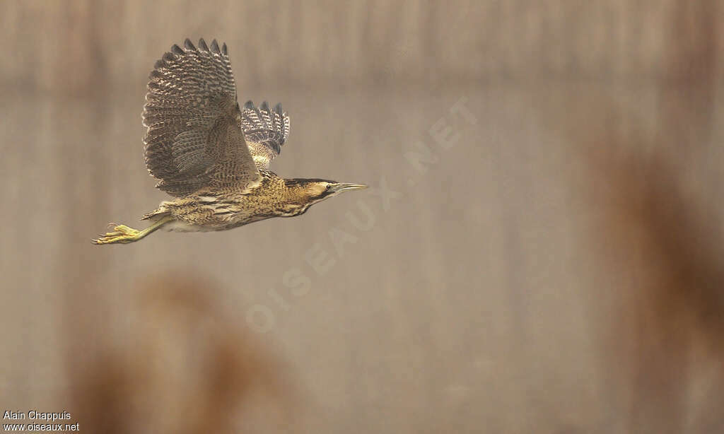 Eurasian Bitternadult, Flight, Behaviour