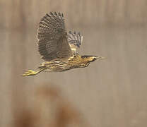 Eurasian Bittern