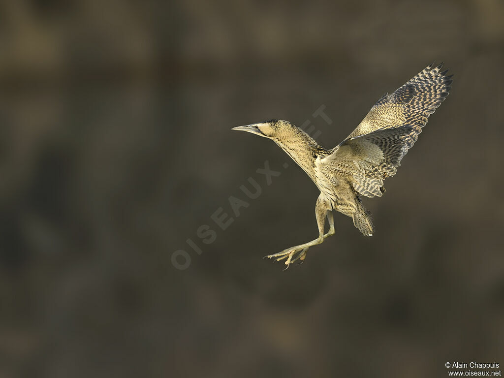 Butor étoiléadulte, pêche/chasse