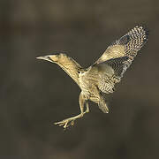 Eurasian Bittern