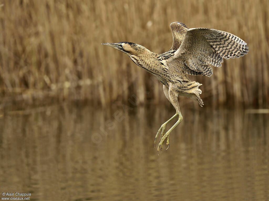 Eurasian Bitternadult, identification, Flight, Behaviour