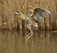 Eurasian Bittern