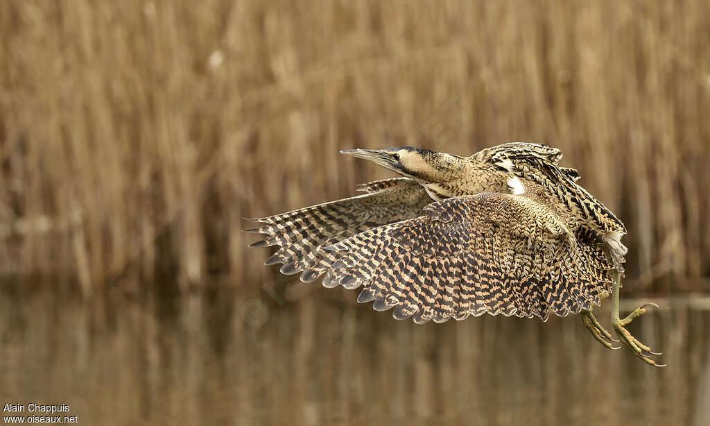 Eurasian Bitternadult, Flight, Behaviour