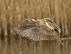 Eurasian Bittern