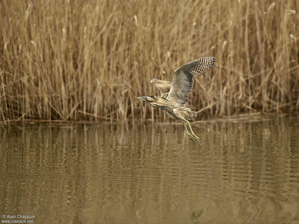 Eurasian Bitternadult, identification, Flight, Behaviour