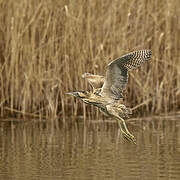 Eurasian Bittern